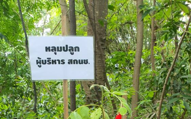 ปลูกต้นไม้68-11